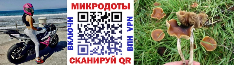 Псилоцибиновые грибы ЛСД  блэк спрут вход  Новозыбков 